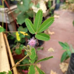 Plantas Guaruja
