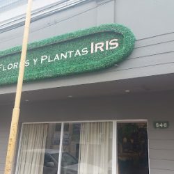 Plantas Iris