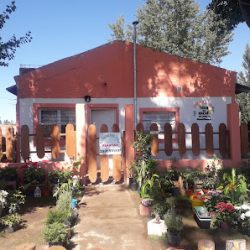 Plantas Reinas Del Sol