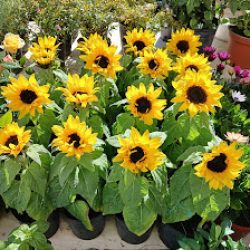 Plantas Y Flores Del Valle