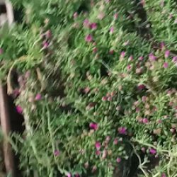 Plantas Y Flores Fiore