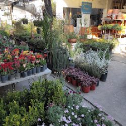 Planteria Shanti