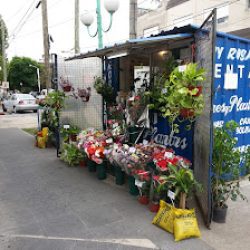 Puesto De Flores Y Pantas Sergio