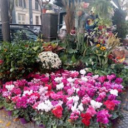 Puesto De Flores