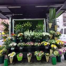 Rosanna - Plantas Y Flores