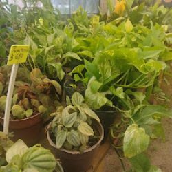 San Luis Plantas