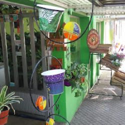 Siempre Verde