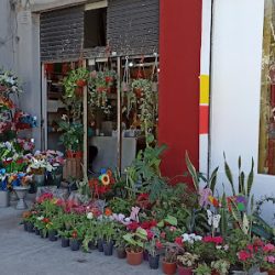 Sweet & Flowers