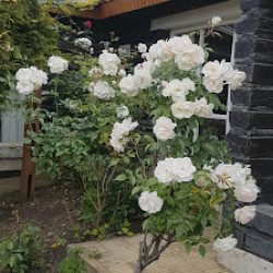 Tante Blume