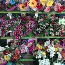 Todo Flores