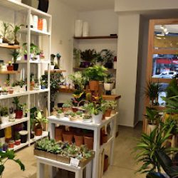 Tolentina Jardin - Tienda De Plantas Y Flores
