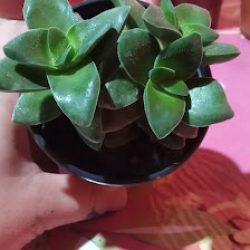 Tres Hojas, Venta De Plantas