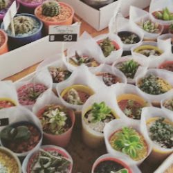 Verdearte Plantas De Diseño