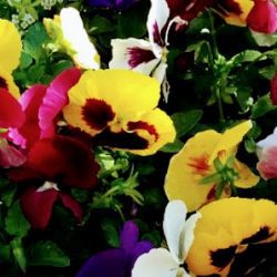 Virginia Plantas Y Flores