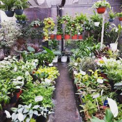 Vivero Alegría Del Hogar