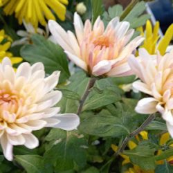 Vivero Angelina Plantasyflores