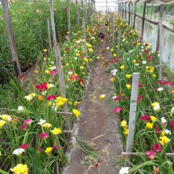 Vivero Ayumi