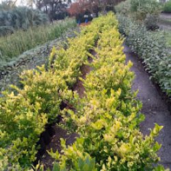 Vivero Badano
