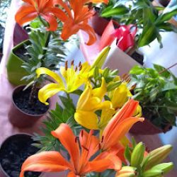 Vivero Benamaurel