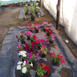 Vivero Berni