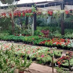 Vivero Caacupé
