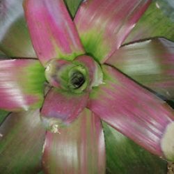Vivero Camasol