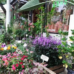 Vivero Chas