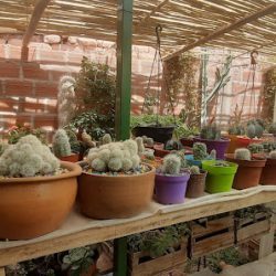 Vivero De Cactus