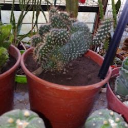 Vivero De Plantas