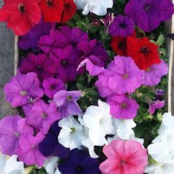 Vivero De Plantas Marisel