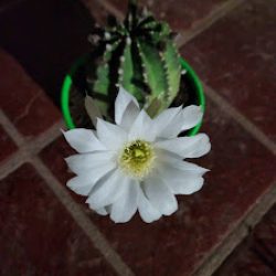 Vivero Delivery Tornquist