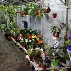 Vivero Doña Flor