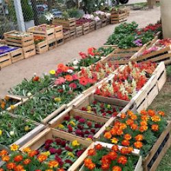 Vivero El Ceibo