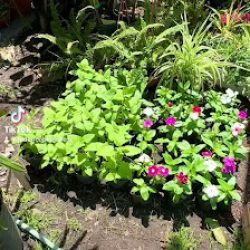 Vivero El Jardin