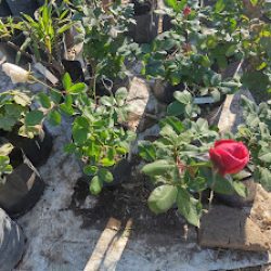 Vivero