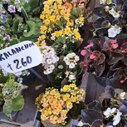 Vivero El Manantial