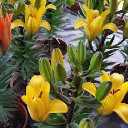 Vivero El Mundo De Las Plantas