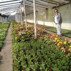 Vivero El Penacho