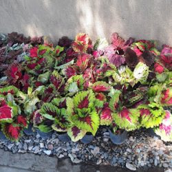 Vivero El Pepa