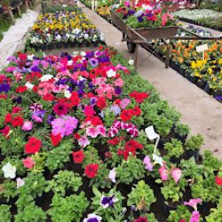 Vivero Firmat