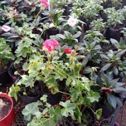 Vivero Flor De Lis