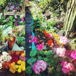 Vivero 