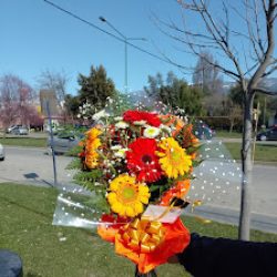 Vivero Flower Power