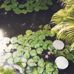 Vivero Hisaki