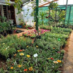 Vivero Ikebana