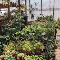 Vivero La Araucaria - Palacios
