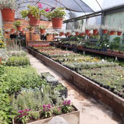 Vivero La Bienvenida