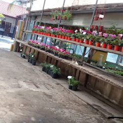 Vivero La Camelia
