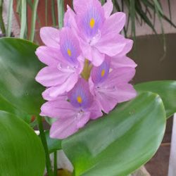 Vivero La Dominga