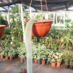 Vivero La Flor Goyana